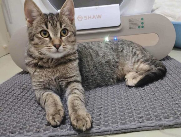 the-great-catsby-566598754_2358451051237594_8254870866784723081_n Wilma