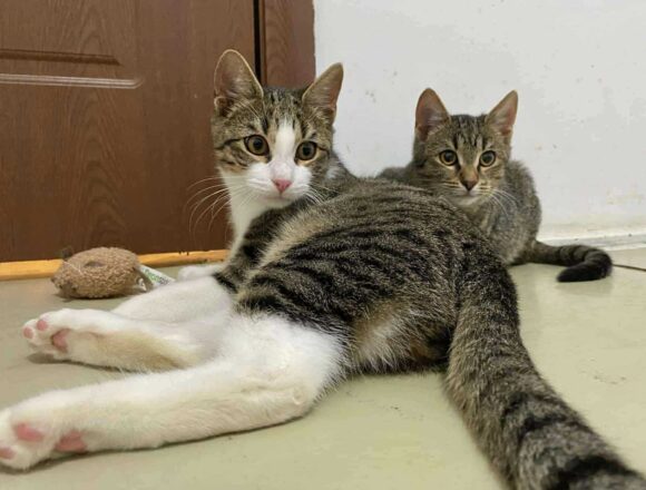 the-great-catsby-566601170_778475891853541_3314699898825408335_n Wilma