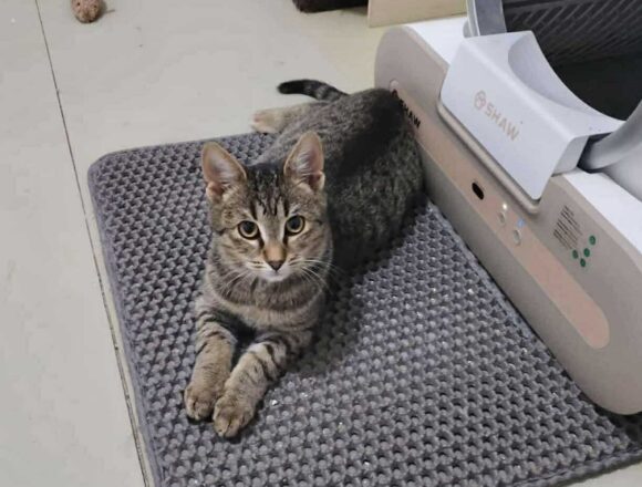 the-great-catsby-567258481_805640518913673_404055966226703932_n Wilma