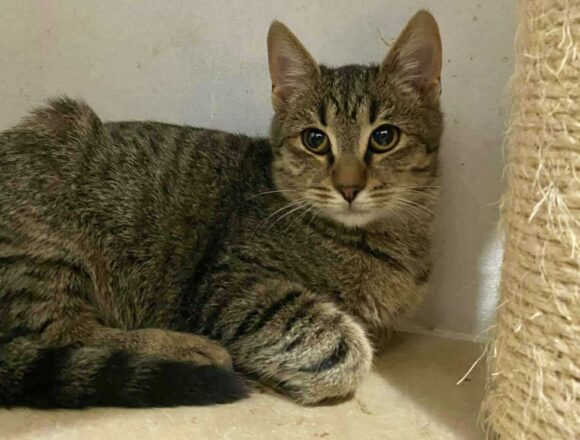 the-great-catsby-567531686_1185830843440178_3064086749929554321_n Wilma