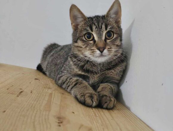 the-great-catsby-567545464_2055479678616378_6224434334510606738_n Wilma