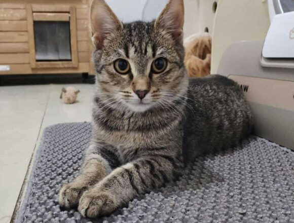 the-great-catsby-567627209_1518986982373500_6972018231267910026_n Wilma