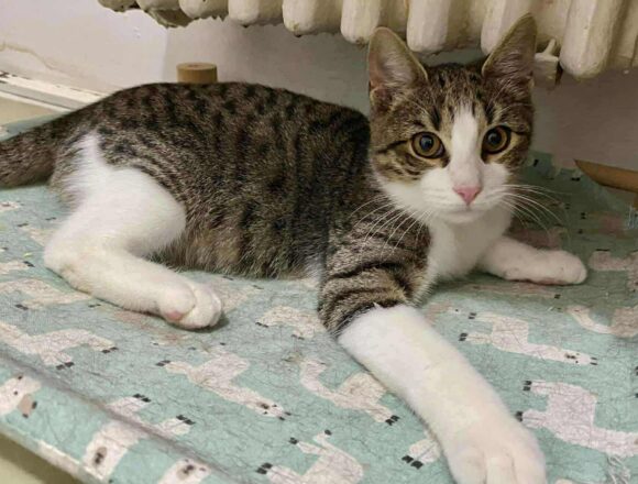 the-great-catsby-567648081_1063394529131029_7719073310244350531_n Bam Bam