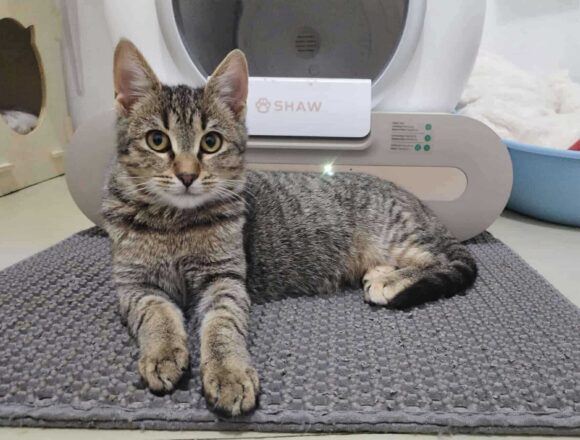 the-great-catsby-567758933_24806944272304166_7024756335222141466_n Wilma