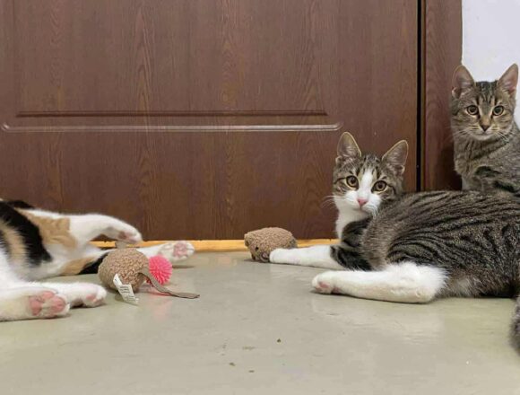 the-great-catsby-568205264_2141515236373508_3918316168500702879_n Wilma