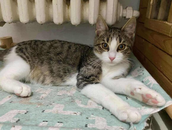 the-great-catsby-568210955_1572020817283862_4398769022198551733_n Bam Bam