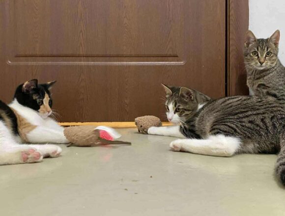 the-great-catsby-568226189_2889926791398011_3480375880109611510_n Wilma