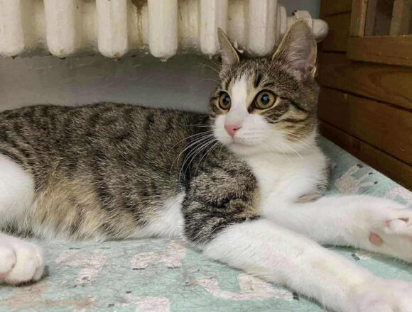 the-great-catsby-574942047_1160546819603152_6278141383922061460_n Bam Bam