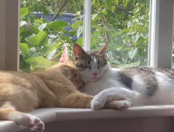 the-great-catsby-575443472_4332825660375467_5251636293662577570_n Pippin (George)