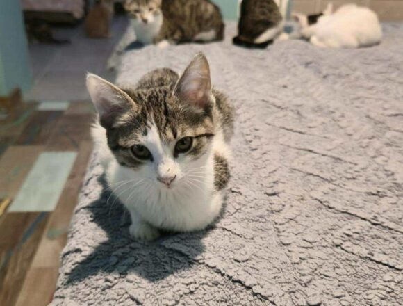 Lady Marshmallow (Reserved)