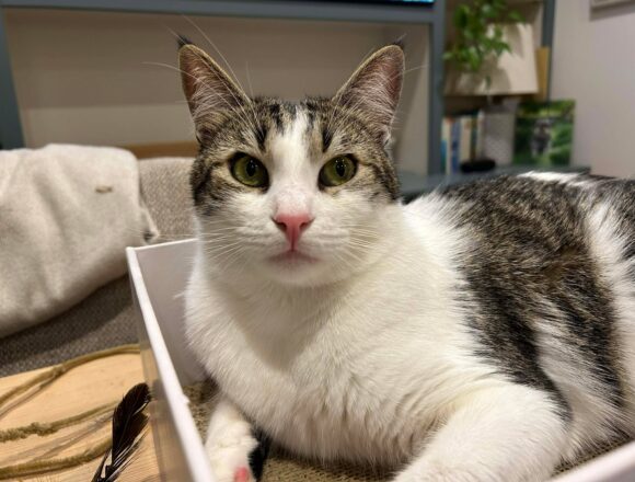 the-great-catsby-605541021_4281699818769600_2715003534640465894_n Pippin (George)