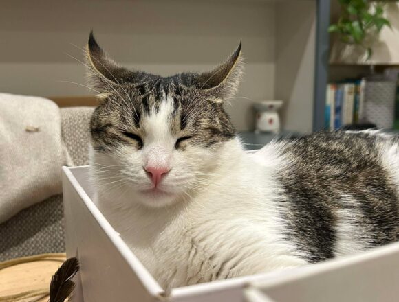 the-great-catsby-606924552_1535689117733077_857606874469654947_n Pippin (George)