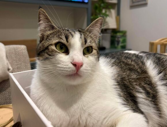 the-great-catsby-607249005_791689030590486_5316666352085824908_n Pippin (George)