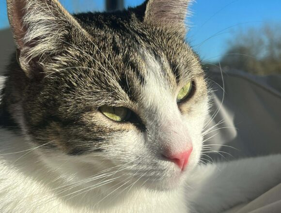 the-great-catsby-607687449_2344501959329275_637580689093041725_n Pippin (George)