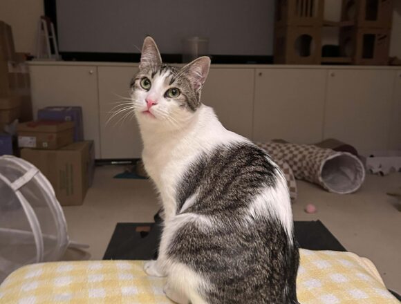 the-great-catsby-607945887_1936971490506935_8681390126435983073_n Pippin (George)