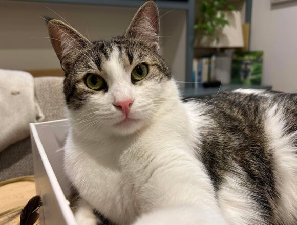 the-great-catsby-608352495_1101090868705458_8229603530221564933_n Pippin (George)