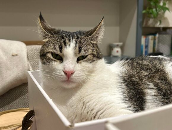 the-great-catsby-608803042_2743759819306415_6182952903120689006_n Pippin (George)