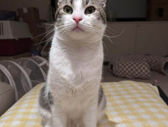 the-great-catsby-609935130_1383842653148074_7485044275881326652_n Pippin (George)