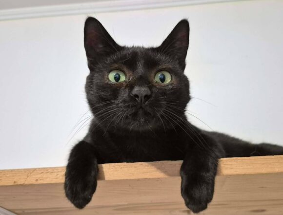 Toothless