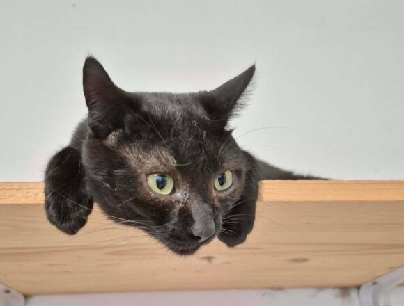 Toothless