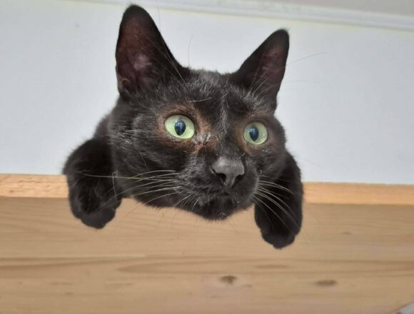 Toothless