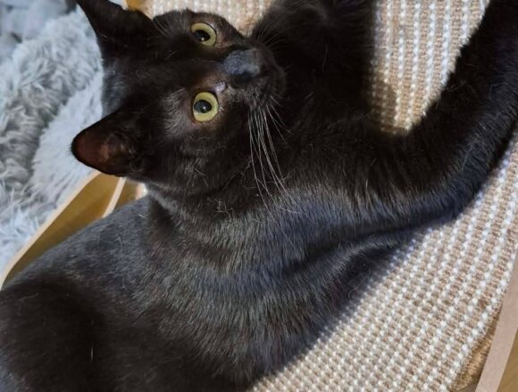 Toothless