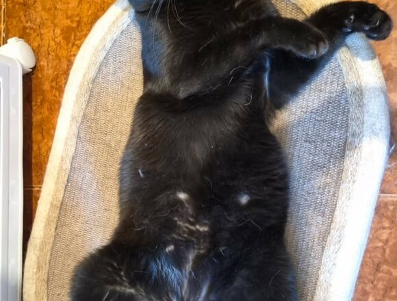 Toothless