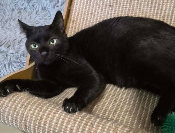 Toothless