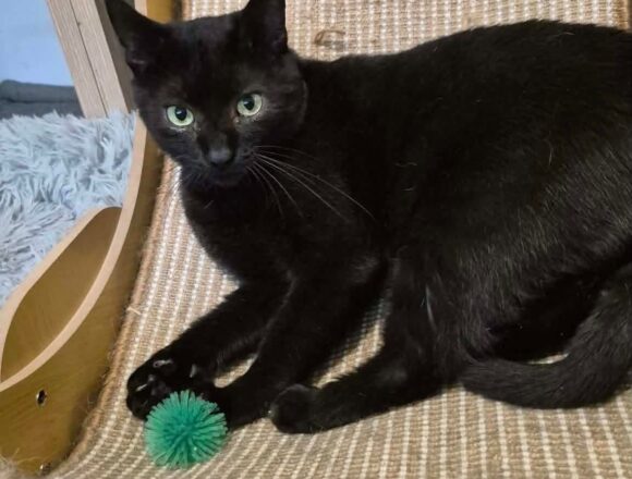 Toothless