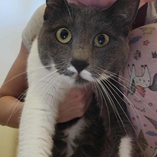 the-great-catsby-566219288_24977198961891871_6771360101489458140_n Skye