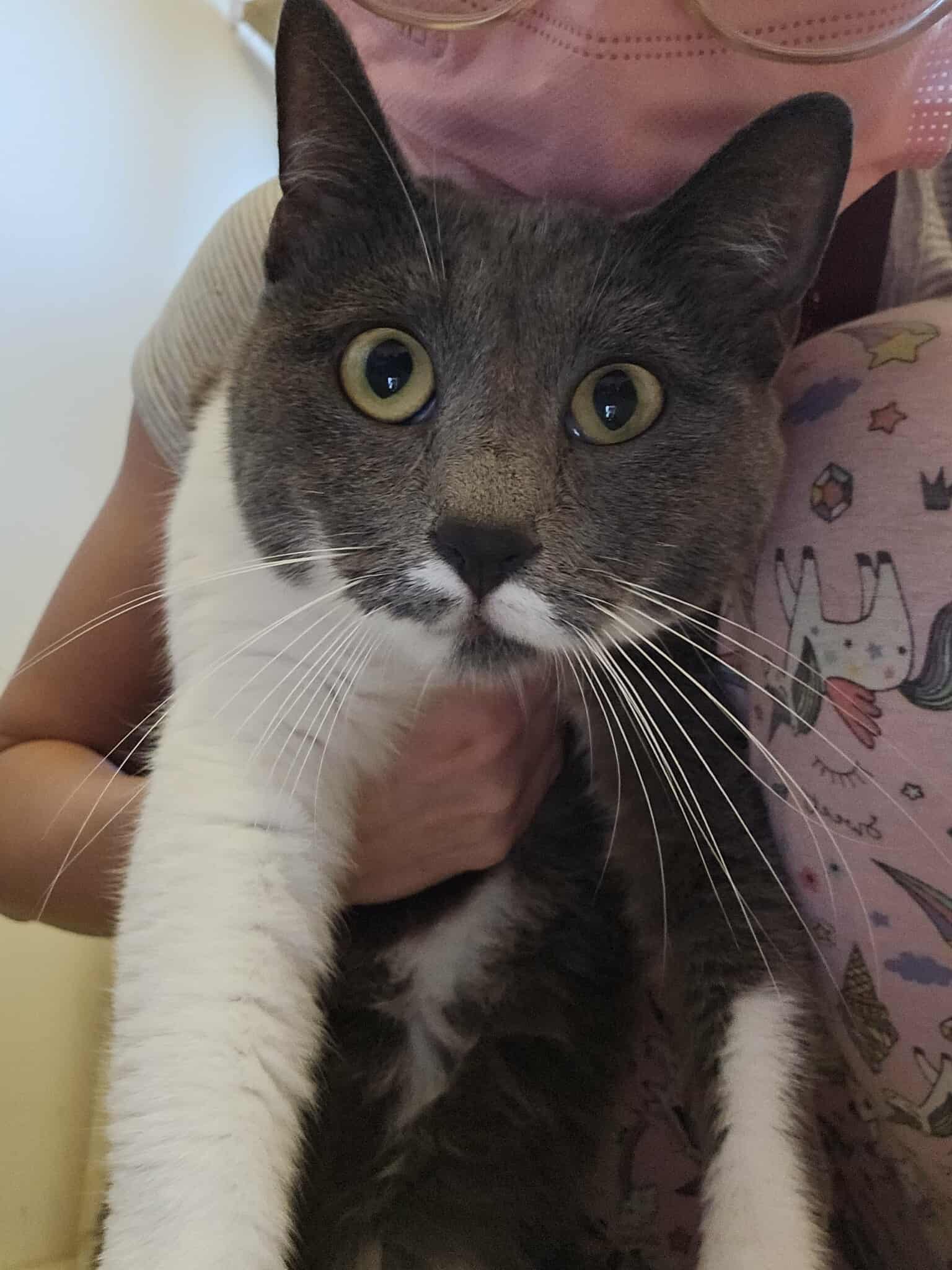 the-great-catsby-566219288_24977198961891871_6771360101489458140_n Skye