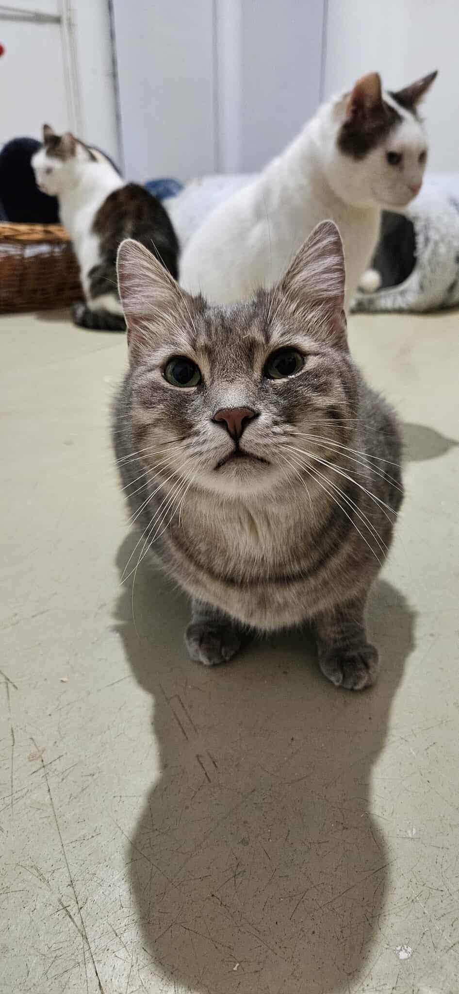 the-great-catsby-566316040_24977191645225936_2567864631507060659_n Ellie May