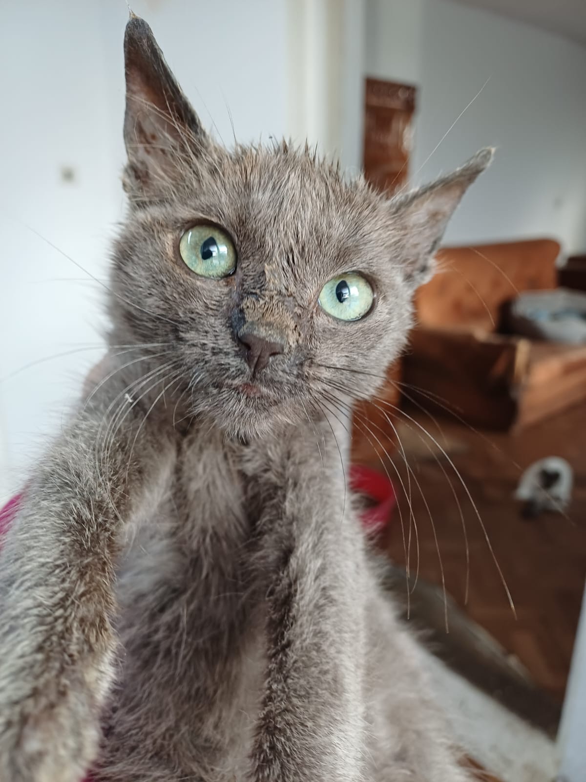 the-great-catsby-575768883_25142888771989555_1635737500055091892_n Pixie