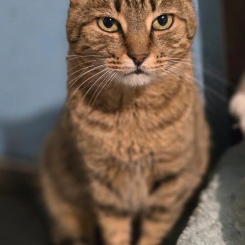 Freddie (FIV+)