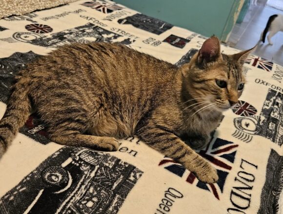 Freddie (FIV+)