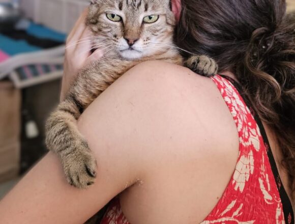 Freddie (FIV+)