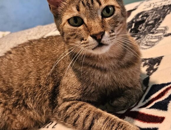 Freddie (FIV+)