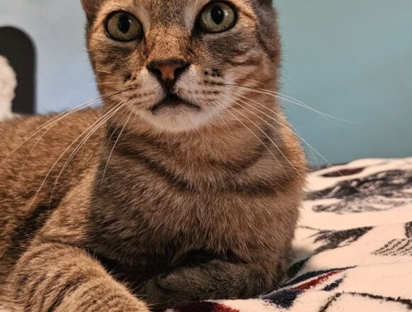 Freddie (FIV+)