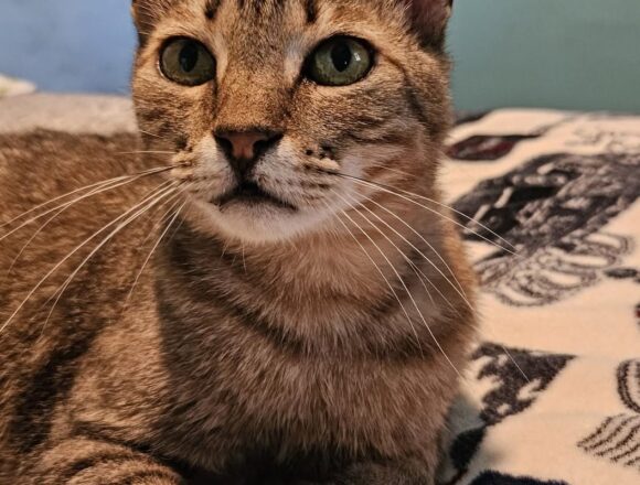Freddie (FIV+)