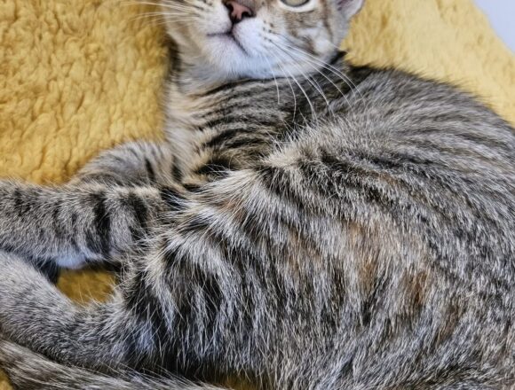 the-great-catsby-784350419_924116060738602_900614071033070075_n Poppy