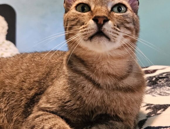 Freddie (FIV+)