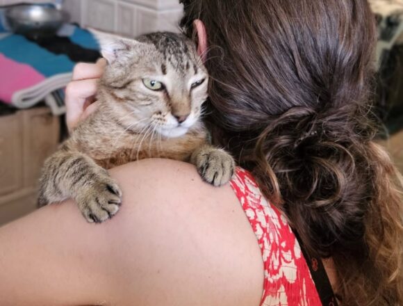 Freddie (FIV+)