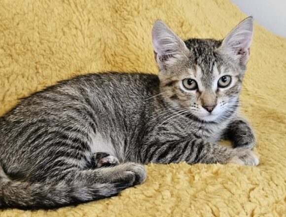 the-great-catsby-786266054_4406499526263547_188250281046513922_n Poppy