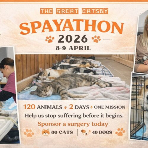 🔊Here we go again! SPAYATHON alert🎯