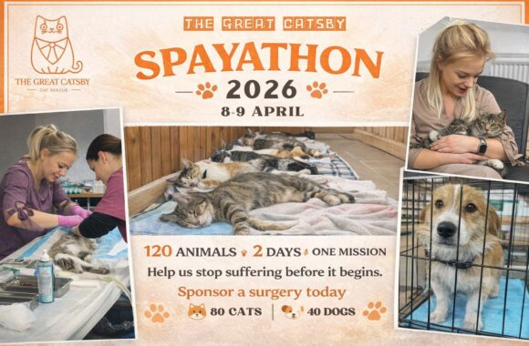 🔊Here we go again! SPAYATHON alert🎯