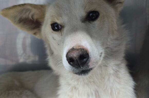 🔊SPRING SPAYATHON COMPLETE 🐾