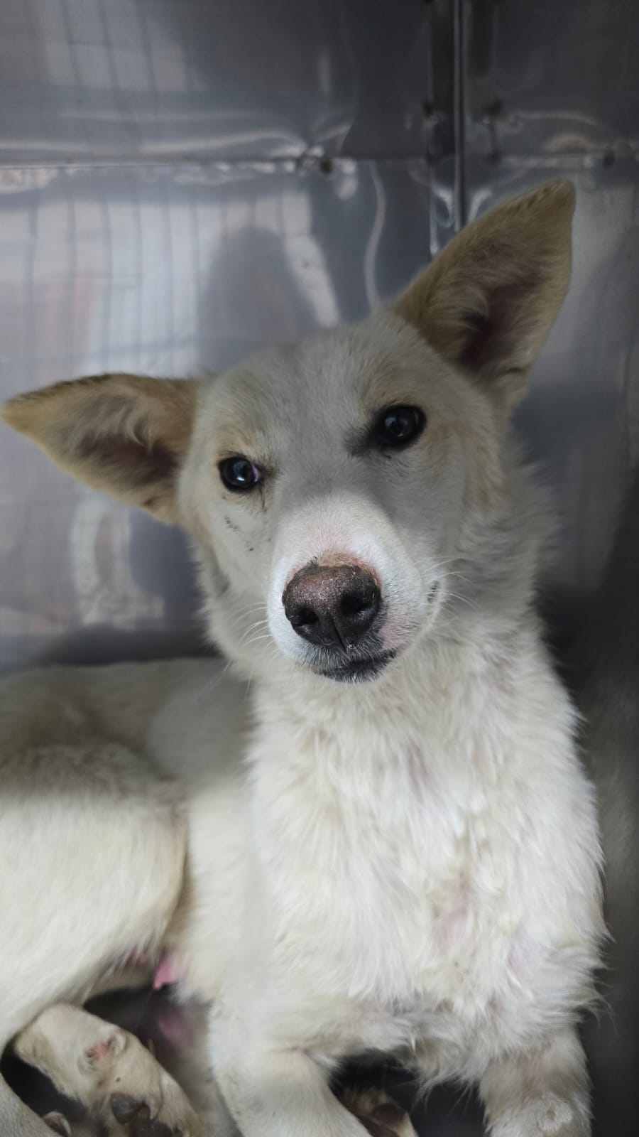 ⚠️ SPRING SPAYATHON – DAY 1 COMPLETE 🐾