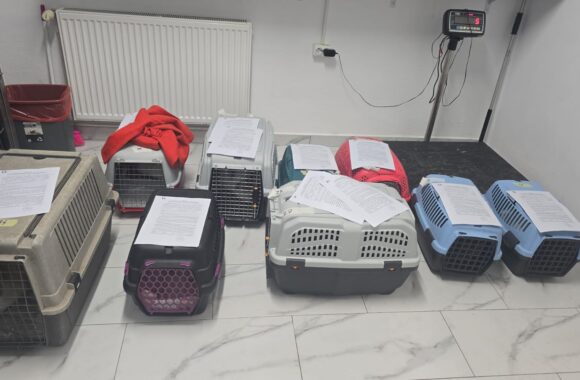 🔊SPRING SPAYATHON COMPLETE 🐾