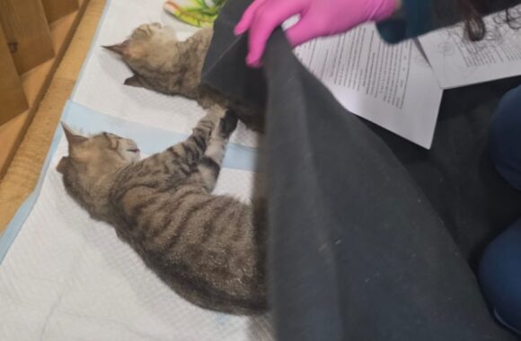 🔊SPRING SPAYATHON COMPLETE 🐾