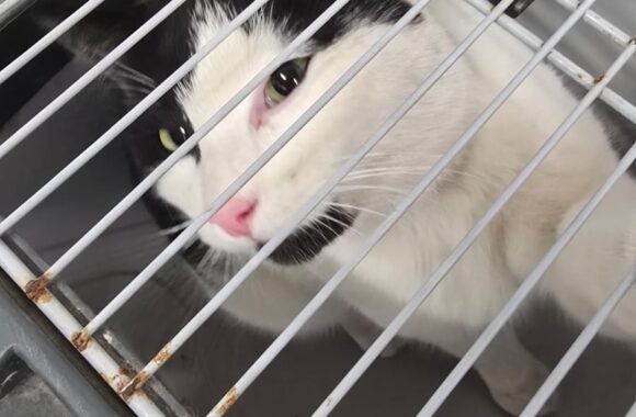 🔊SPRING SPAYATHON COMPLETE 🐾